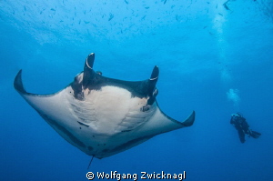 Diving with the giant Mantas of San Benedicto by Wolfgang Zwicknagl 